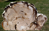 BREATHTAKING 15"+ Saddle Mountain Kinky Fossil Conifer Petrified Wood Mantle Piece