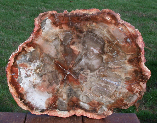 SUPERIOR QUALITY 14" Madagascar Petrified Wood Round - Warm Rich Colored Slab!