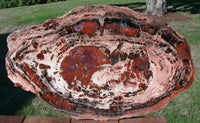 BOLDLY RINGED 21"+ Arizona Rainbow Petrified Wood Conifer Round - TABLE Top!