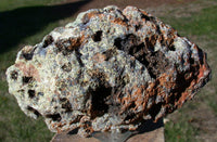 INCREDIBLE 5 1/2"  LAGUNA Mossy Agate Geode Nodule - Strikingly Beautiful & Unusually Dark Specimen!