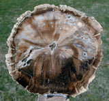 GIANT 9" African Petrified Wood Geode Round - Our LARGEST WOODWORTHIA Slab!