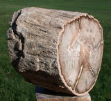 WARM & BEAUTIFUL 3.7 lb. Petrified Wood Log - Gorgeous Burmese MAHOGANY!