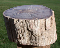 WARM & BEAUTIFUL 3.7 lb. Petrified Wood Log - Gorgeous Burmese MAHOGANY!