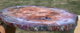 GLOWING EMBER COLOR 33" x 21" Petrified Wood Wall Art Slab - Truly Amazing Stone Slab!
