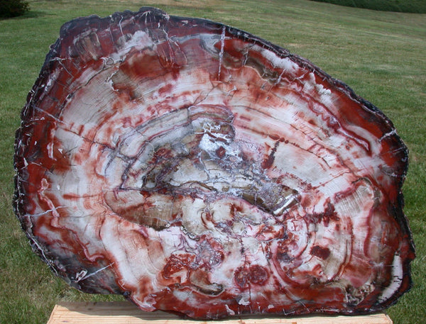 SiS: GIANT Petrified Wood Table Top - GORGEOUS 37" Bold Striped RED Slab!