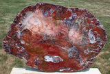 My Most SPECTACULAR COLOR 35" Petrified Wood Wall Art Slab - BREATHTAKING!