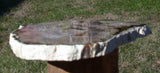GORGEOUS & GLASSY 8" Saddle Mtn., WA Petrified Wood Round!