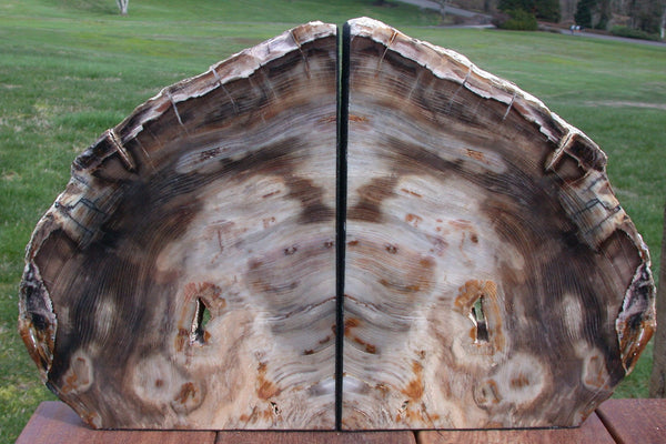 GLORIOUS NATURAL ART 11" Petrified Wood Bookends - Saddle Mtn. Wash.