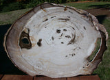HUGE & IMMACULATE 17" Yakima Valley Petrified Wood Round - Fossil BASSWOOD!