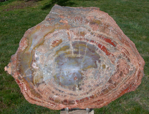COLORFUL 12 inch Arizona RAINBOW Petrified Wood Conifer Round