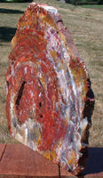 BRILLIANT 17+ lb. ARIZONA Petrified Wood Display Mantel Piece Natural Sculpture