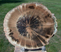 AMAZING Petrified Wood Round - African WOODWORTHIA - Geode Fossil Specimen!