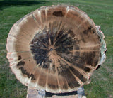 AMAZING Petrified Wood Round - African WOODWORTHIA - Geode Fossil Specimen!