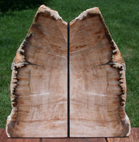 ANCIENT FOSSIL SEQUOIA 13+ lb. Petrified Wood Bookends - Ashwood Oregon!