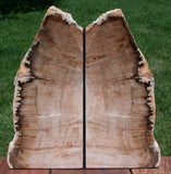 ANCIENT FOSSIL SEQUOIA 13+ lb. Petrified Wood Bookends - Ashwood Oregon!