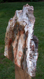 SIMPLY AMAZING 18 lb.  Madagascar Petrified Wood Log Mantle Piece - Beautifully Polished!