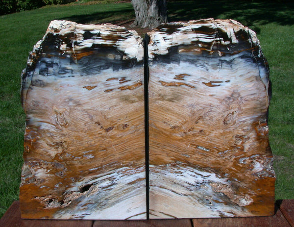 RICHLY COLORED Hubbard Basin Nevada Petrified Wood Bookends - HUGE 19+ lb. Set!
