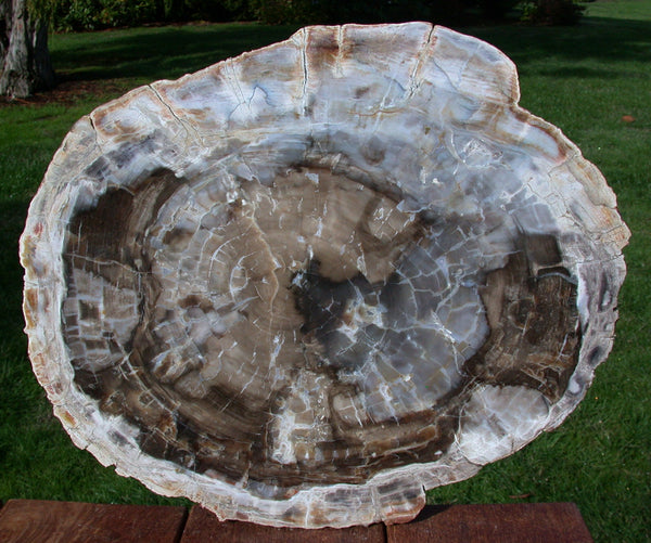 HUGE MUSEUM GRADE 16" South Dakota Petrified Wood Conifer Round - Table Top or Art!