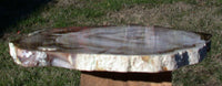 GORGEOUS & GLASSY 7" Saddle Mtn., WA Petrified Wood Round!