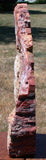 BRILLIANT 17+ lb. ARIZONA Petrified Wood Display Mantel Piece Natural Sculpture