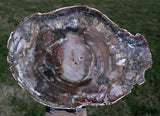 GLASSY & GORGEOUS 10" Madagascar Petrified Wood Round - Classic Gem Wood!!