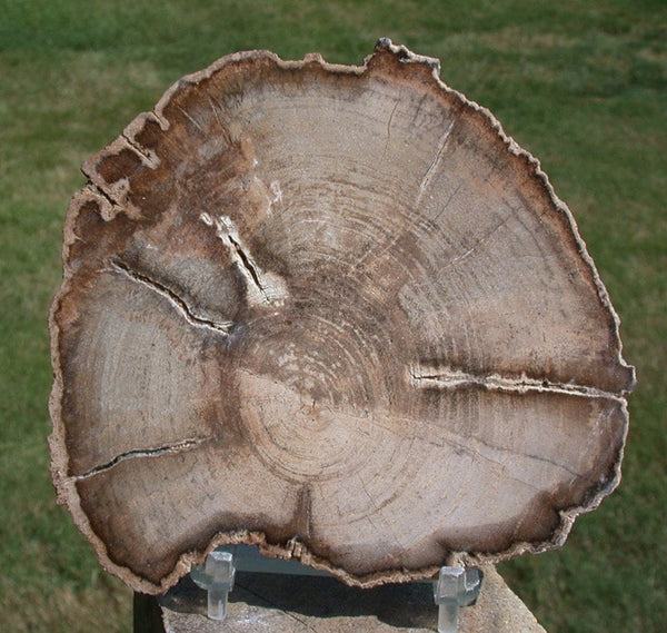 Ultra-Rare BURMESE 4"+ Petrified Wood Round from MYANMAR - Perfect MAHOGANY