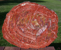 200 Million Year Old 18" Arizona RAINBOW HEART Petrified Wood Round!