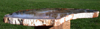 DRAMATIC 9"+ Hubbard Basin Petrified Wood Round - Beautiful Full Cross Section Slab!