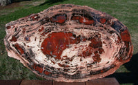 BOLDLY RINGED 22" Arizona Rainbow Petrified Wood Conifer Round - TABLE Top!