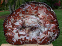 SiS: GIANT Petrified Wood Table Top - GORGEOUS 33" Bold Striped RED Slab!