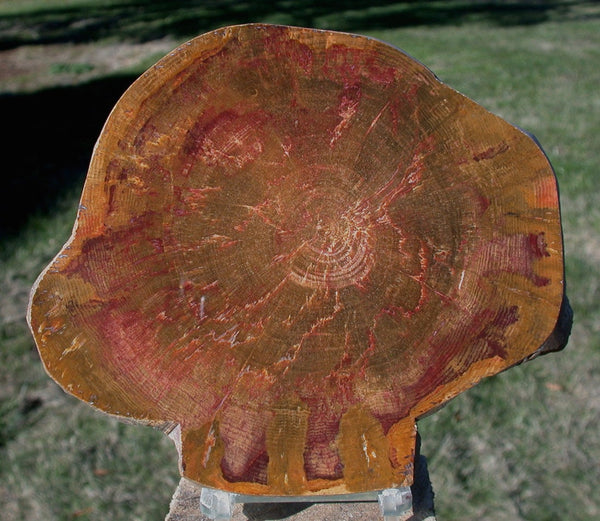 TRULY GORGEOUS 5"+ Australian Petrified Wood Round - Amazing Color and Wood Grain!
