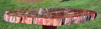 MY FAVORITE RAINBOW 19" Gorgeous Arizona Petrified Wood Round - Table Top or Wall Art!