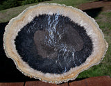 GORGEOUS STAR FIELD 12" Petrified Palm Wood Specimen Slab - Fossil Palmoxylon from Sumatra!