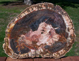 DARK RICH Color 15" Madagascar Araucaria Petrified Wood Slab - GORGEOUS!