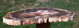 DARK RICH Color 15" Madagascar Araucaria Petrified Wood Slab - GORGEOUS!