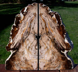 WARM, GLASSY & BEAUTIFUL 10 lb. Petrified Wood Bookends - Fossil Sequoia!