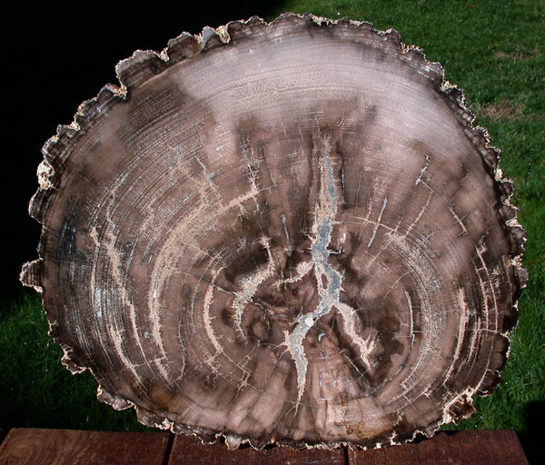 GIGANTIC 15" Ultra-Rare BURMESE Petrified Wood Round from MYANMAR