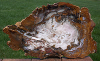 ODDLY PRESERVED MESMERIZING 17"+ Hubbard Basin Petrified Wood Slab!
