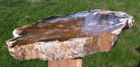 PHENOMENAL Blue & Gold 12" Hubbard Basin Petrified Wood Round Heel Cut - MUSUEUM GRADE!