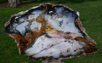 DRAMATIC 12"+ Hubbard Basin Petrified Wood Round - Beautiful SKY BLUE Full Cross Section Slab!