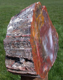 SPECTACULAR 12+ lb.  Arizona RAINBOW Petrified Wood Conifer Log - Stunning Display Specimen!