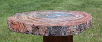 COLORFUL 11+ inch Arizona RAINBOW Petrified Wood Conifer Round