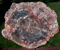 My BEST 11" Arizona FUNGUS INVADED Petrified Wood - Choice Collector Piece!