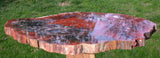SPELLBINDING 16"+ Arizona RAINBOW Petrified Wood Conifer Round!