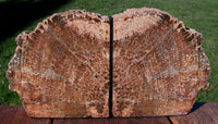 LOVLEY 5.8 lb. Ultra-Rare BURMESE Petrified Wood Bookends - MYANMAR Fossil Gemstone!