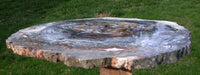 MASSIVE 17" Strange and UNIQUE Hampton Butte Petrified Wood & Agate Cast Slab