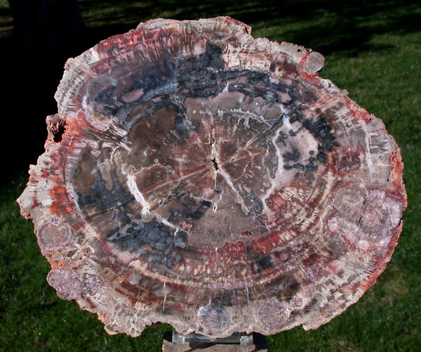 My BEST 10"+ Arizona FUNGUS INVADED Petrified Wood - Choice Collector Piece!