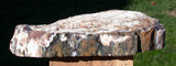 ULTRA-GEMMY CYPRESS Saddle Mtn., Wash. Petrified Wood Round - Log End Cut!