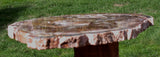 Premium CLASSIC COLOR 12" Madagascar Petrified Wood Round - GORGEOUS Natural Art Plate!