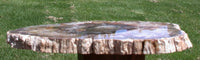 GLASSY & GORGEOUS 8"+ Madagascar Petrified Wood Round - Classic Gem Wood!!